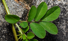 Indigofera jamaicensis