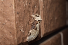 Wilemanus bidentatus