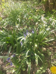 Hyacinthoides non-scripta
