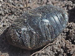 Byrrhus pilula