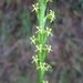 Benthamia cinnabarina - Photo (c) Landy Rita, algunos derechos reservados (CC BY-NC), subido por Landy Rita