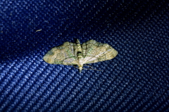 Chloroclystis sphragitis