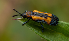 Goyachalepus