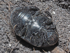 Byrrhus pilula