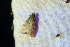 Odontiinae