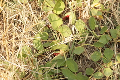 Capparis sicula