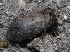 Byrrhus pilula