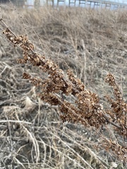 Rumex patientia
