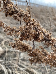 Rumex patientia