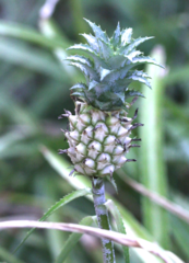 Ananas comosus microstachys