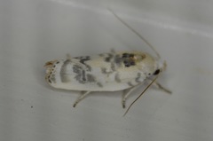 Antaeotricha