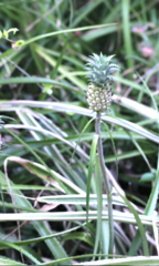 Ananas comosus microstachys