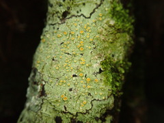 Brigantiaea chrysosticta