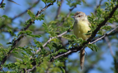 Prinia flavicans