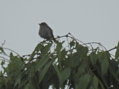 Muscicapa dauurica