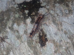 Lepidoptera