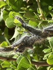 Bombycomorpha pallida
