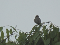 Muscicapa dauurica