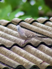 Geopelia striata