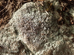 Lecanora pseudistera