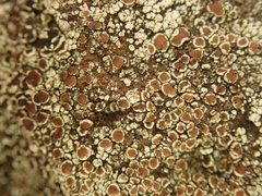 Lecanora pseudistera