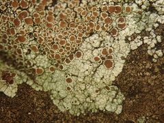 Lecanora pseudistera
