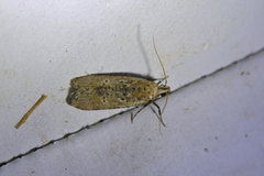 Anisoplaca achyrota