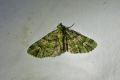 Pasiphila semochlora