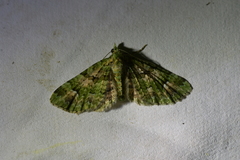 Pasiphila semochlora