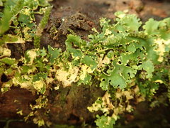 Podostictina pickeringii