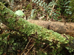 Podostictina pickeringii