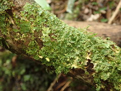 Podostictina pickeringii