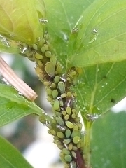 Aphis spiraecola