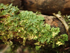 Podostictina pickeringii