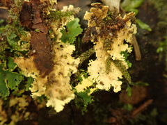 Podostictina pickeringii