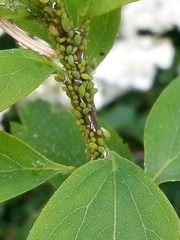 Aphis spiraecola