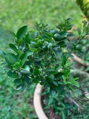 Citrus × aurantiifolia