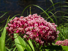 Asclepias incarnata incarnata