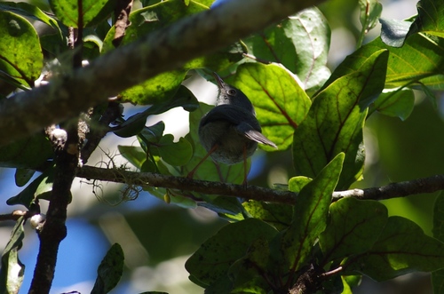 iNaturalist image