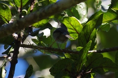 Apalis chirindensis