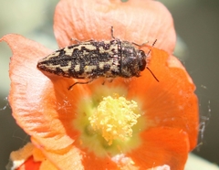 Acmaeodera cuneata