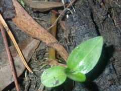 Lycosidae