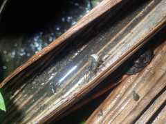 Lycosidae