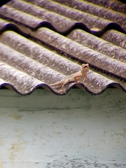 Calotes versicolor