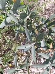 Phillyrea angustifolia