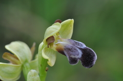 Ophrys vasconica