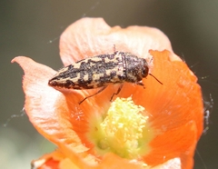 Acmaeodera cuneata