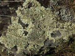 Flavoparmelia haysomii