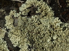 Flavoparmelia haysomii