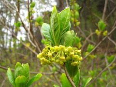 Lindera erythrocarpa